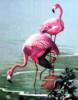 Серия " Розовый фламинго ": оригинал