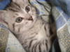 Схема вышивки «Котик»