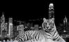 Белый тигр на фоне города: оригинал