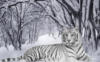 Белый тигр на фоне зимнего леса: оригинал