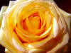 Цветок розы: оригинал