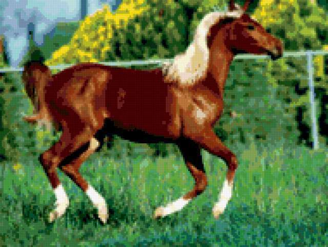 Белогривый конь, животные, лошадь, конь, кони, лошади