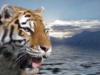 Тигр на фоне природы: оригинал