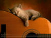 Котенок на гитаре: оригинал