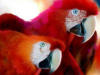 Схема вышивки «Чета попугаев»