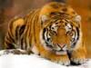 Тигр зимой: оригинал
