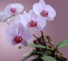 Схема вышивки «Орхидея на сиреневом фоне»