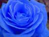 Роза синяя: оригинал