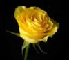 Желтая  роза: оригинал