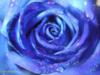 Схема вышивки «Роза синяя»