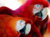 Красные попугаи: оригинал