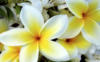Схема вышивки «Жёлто-белые цветы»