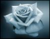 Схема вышивки «Роза белая»