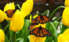 Схема вышивки «Тюльпаны и бабочки»