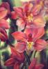 Схема вышивки «Красные орхидея»
