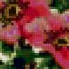 Цветы шиповника: предпросмотр