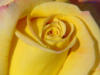 Схема вышивки «Роза желтая»