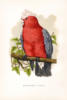 Красный попугай: оригинал