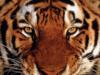 Схема вышивки «Морда тигра»