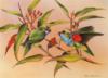 Схема вышивки &laquo;Попугаи&raquo;