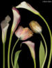 Схема вышивки «Каллы и тюльпаны»