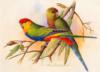 Схема вышивки &laquo;Попугаи&raquo;