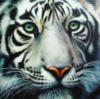 Схема вышивки «Морда белего тигра»