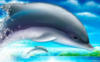 Дельфины: оригинал