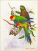 Схема вышивки «Парочка ярких попугаев»