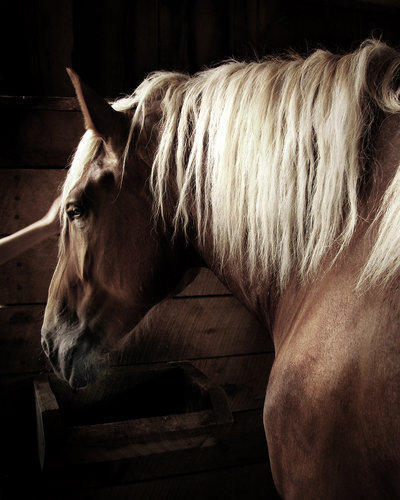 Лошадь, лошадь, конь