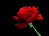 Красная роза на черной канве: оригинал