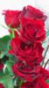 Схема вышивки «Розы любви»