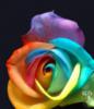 Схема вышивки «Позитивная роза»