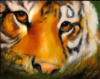 Взгляд тигра: оригинал