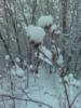 Схема вышивки «Зима в лесу 4»