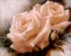 Схема вышивки «Прекраные розовые розы»