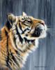 Тигр под дождем: оригинал
