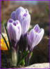 Схема вышивки &laquo;Крокусы&raquo;