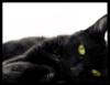 Чёрный кот: оригинал