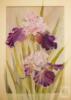 Схема вышивки &laquo;Ирисы&raquo;