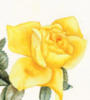 Жёлтая роза: оригинал