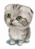 Схема вышивки &laquo;Котёночек&raquo;