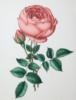 Схема вышивки «Розы 2»