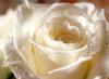 Схема вышивки «Белая Роза»
