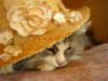 Схема вышивки «Кошка в шляпе»
