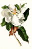 Схема вышивки «Белый цветок -  винтажный»