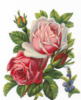 Схема вышивки «Розы - винтажные»