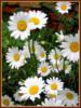 Схема вышивки «Ромашки»