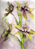 Схема вышивки «Серия - Орхидеи 14»