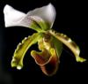 Схема вышивки «Подушка Орхидея»